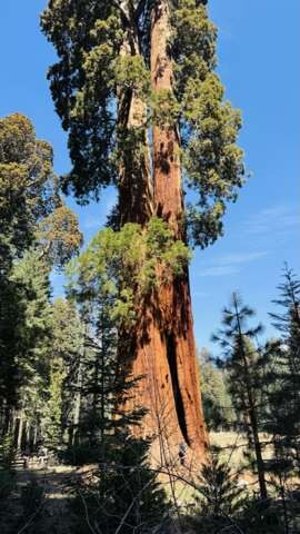 SEQUOIA N.P.